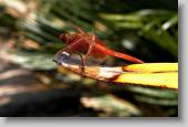 dragon fly * 720 x 480 * (82KB)